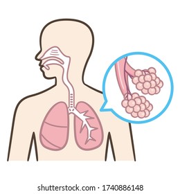 Human Respiratory System Anatomical Vector Illustration, Medical Education Cross Section Diagram With Nasal Cavity, Throat, Esophagus, Trachea, Lungs And Alveoli.