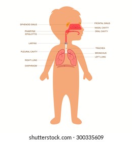 human respiratory system anatomy, child vector medical nose illustration 