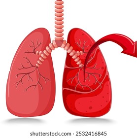 Konzept der Anatomie des menschlichen Atmungssystems. Gesunde Lungen. Welttag der Lungenentzündung, Tag des Lungenkrebses. 3D-Rendering 12.  