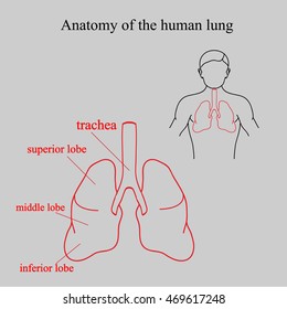 Human respiratory system anatomy. Anatomy of the human lung. Location lungs in the human body. Parts of the lungs and their names