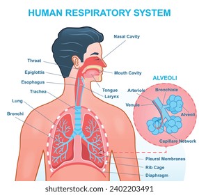 Anatomía del sistema respiratorio humano. Infografías médicas con órganos internos responsables de la oxigenación. Trachea, bronchi, pulmones y alveoli. Dibujo vectorial plano de dibujos animados sobre fondo blanco