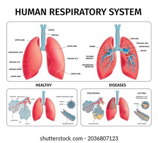 Human Respiratory System Anatomy Physiology Pathology Stock Vector ...