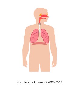 Human Respiratory System Anatomy, Vector Medical Nose Illustration 