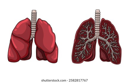human respiratory system, bronchi and bronchioles, illustration of lung anatomy, oxygen circulation. suitable for design, biology or science studies.