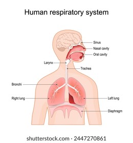 Human respiratory system. Bronchi, Sinus, Diaphragm, lungs, Larynx, Oral cavity, Nasal cavity, and Trachea. vector illustration isolated on white background.