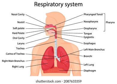 Sistema respiratorio humano con descripción de las partes correspondientes. Ilustración anatómica vectorial en estilo plano aislada sobre fondo blanco.