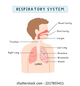 human respiratory system for kids
