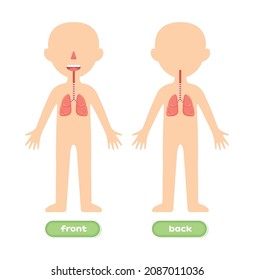 Human Respiratory System and Kid Body Template. Illustration for Study of Anatomy. Front Back view. Education for Little Children. Flat Cartoon style. White background. Vector stock illustration.