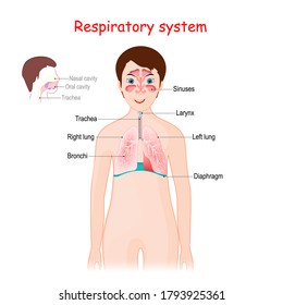 Human respiratory system for kids. Cute smiling girl with lungs, bronchi, sinuses, diaphragm, and trachea. poster for educational use. Vector illustration