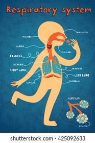 Human respiratory system for kids. Vector color cartoon illustration. Human anatomy
