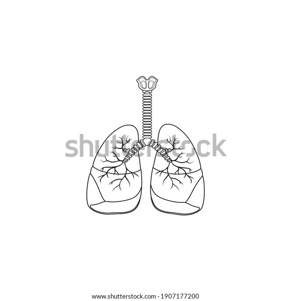 Human\
Respiratory System line Icon Vector Illustration isolated on white\
background. Breathe, bronchi, bronchiole, bronchus, lung, lungs\
outline icon for medical or health care\
concept
