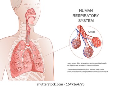 Human Respiratory System, lungs, alveoli. Medical diagram. Inside larynx nasal throttle anatomy. Breath, pneumonia, smoke. Vector Anatomy illustration. Healthcare and medicine infographic.