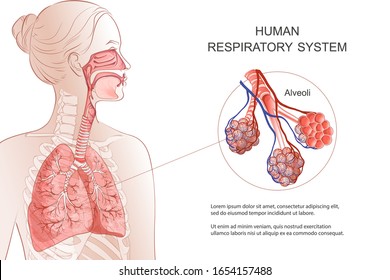 Human Respiratory System, lungs, alveoli. Medical diagram. Inside larynx nasal throttle anatomy. Breath, pneumonia, smoke. Vector Anatomy illustration. Healthcare and medicine infographic.