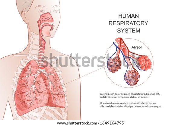 人間の呼吸器系 肺 肺胞の3dベクトル 喉頭鼻腔絞り構造内 女性の体の部分 手が垂れた解剖図 のベクター画像素材 ロイヤリティフリー