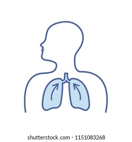 Human Respiratory System Lungs Anatomy. Lungs Vector Icon.