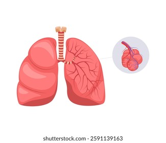 Human respiratory system, lungs, anatomy of internal organs, bronchi and alveoli.