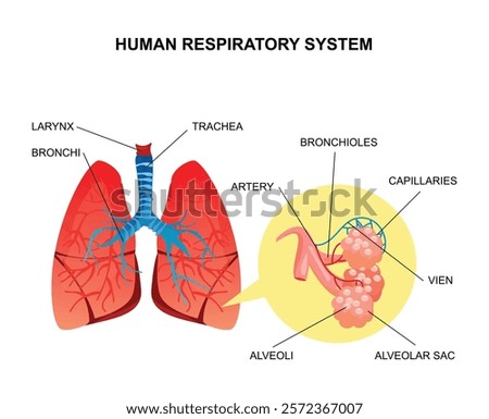 human respiratory system lungs flat vector design