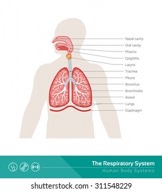 The Human Respiratory System Medical Illustration With Internal Organs