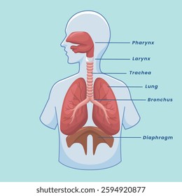  Human Respiratory System Organs. anatomy pharynx larynx trachea bronchus lungs diaphragm