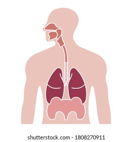 Human respiratory system or respiratory tract flat color icon for apps and websites