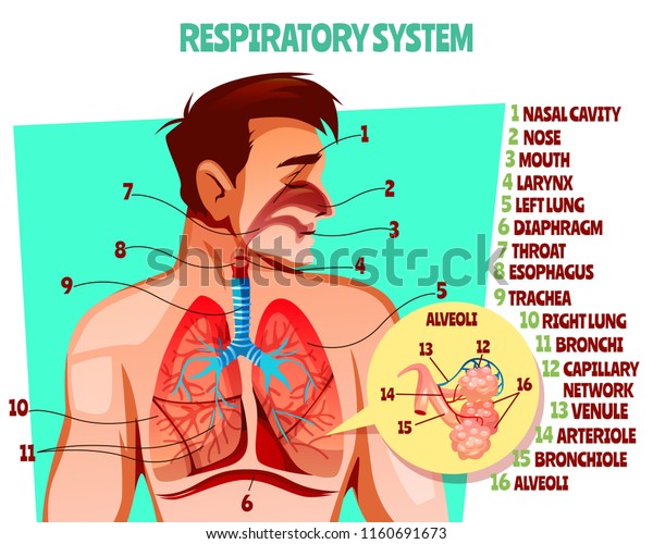 Human Respiratory System Vector Illustration Cartoon Stock Vector ...