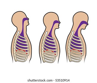 Human respitory system and breathing diagram in vector