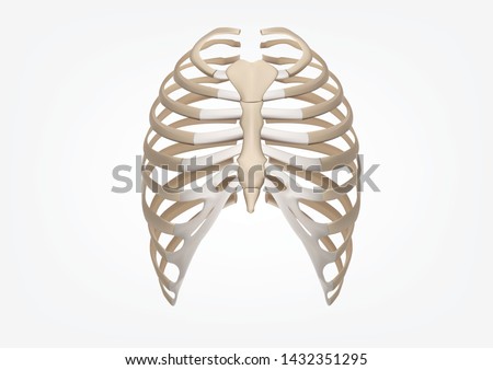Human Rib 3D Illustration of Human Skeleton Rib Cage Anatomy Front view