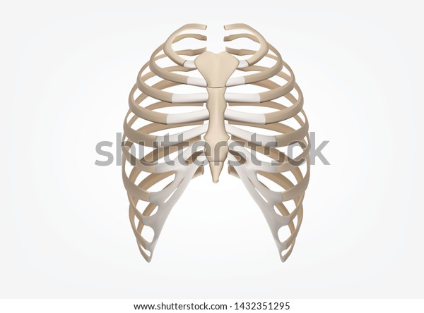 Human Rib 3D Illustration of Human Skeleton Rib Cage\
Anatomy Front view