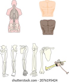 human rib arm leg joint bone
