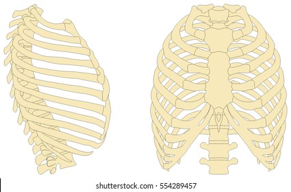 Human Rib Cage Anatomy Anterior And Right Lateral View All Bones Surface Sternum Vertebra Vertebral Column Sternal End Cartilage Xiphoid Process  Science Education