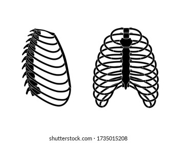 Human rib cage anatomy flat vector illustration. Man torso skeletal system. Anatomically correct chest ribcage isolated on white background. Medical, educational and science banner.