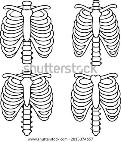 Human Rib Cage Anatomy Line Art Vector Illustration Collection