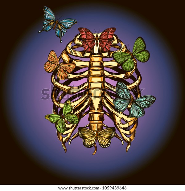 Human Rib Cage Butterflies Vector Illustration Stock Vector (Royalty