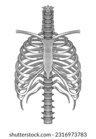 Human rib cage, hand drawing vintage engraving style illustration