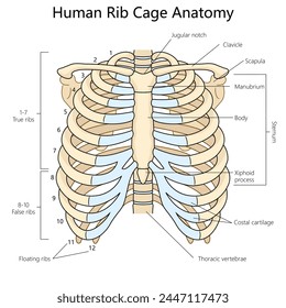 human rib cage with labeled parts, suitable for anatomy studies and medical reference structure diagram hand drawn schematic vector illustration. Medical science educational illustration