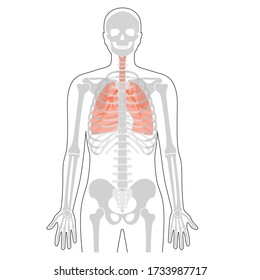 Human rib cage with lungs anatomy flat vector illustration. Man torso skeletal system. Anatomically correct chest ribcage isolated on white background. Medical, educational and science banner.