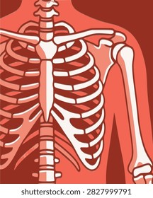 Human rib cage and shoulder bone skeleton illustration, perfect for anatomy education, medical science and healthcare study projects.