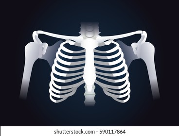 Human rib cage vector in dark background. Illustration about human skeleton.