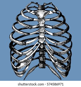 Human rib cage. Vector hand drawn illustration vector of the skeleton in a realistic form. Anatomical sketch background.