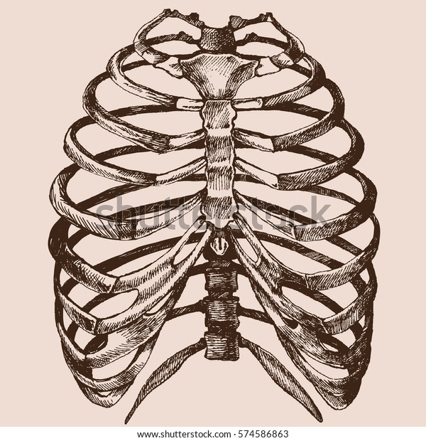 Human rib\
cage. Vector hand drawn illustration vector of the skeleton in a\
realistic form. Anatomical sketch\
background.