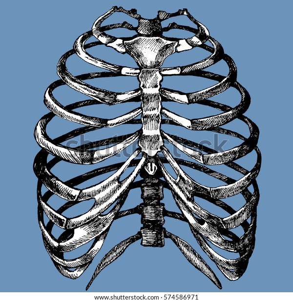 人間の肋骨ケージ スケルトンのベクター手描きのイラストベクター画像をリアルな形で描きます 解剖学的なスケッチ背景 のベクター画像素材 ロイヤリティフリー