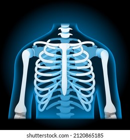 human rib cage. x-ray blue realistic torso. Human silhouette on dark background. Vector poster easy to edit