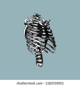 Human rib spine bone perspective oblique view engraving drawing illustration isolated on blue gray background