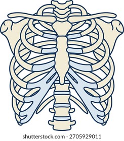 Icono de anatomía de la caja torácica humana que representa la estructura torácica, la salud del pecho, el estudio clínico y la educación médica
