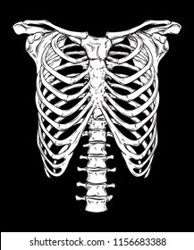 Human ribcage hand drawn line art anatomically correct. White over black background vector illustration. Print design for t-shirt or halloween costume