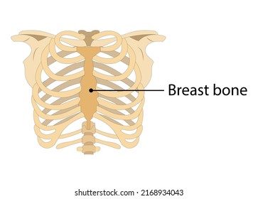 human Ribcage Skeleton on white background. breast bone