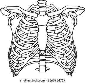 4 Skelton torso Images, Stock Photos & Vectors | Shutterstock