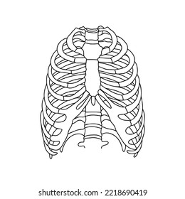 Human ribs. Illustration from vector about science and medical. Vector Stock illustration.