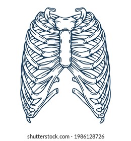 Human ribs. Human rib bones hand drawn vector illustration. Part of human skeleton graphic.