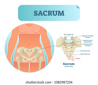 Human sacrum bone structure diagram, anatomical vector illustration labeled scheme with bone sections. Health care informational poster.